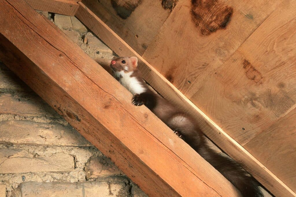 Marder- und Waschbärenschutz